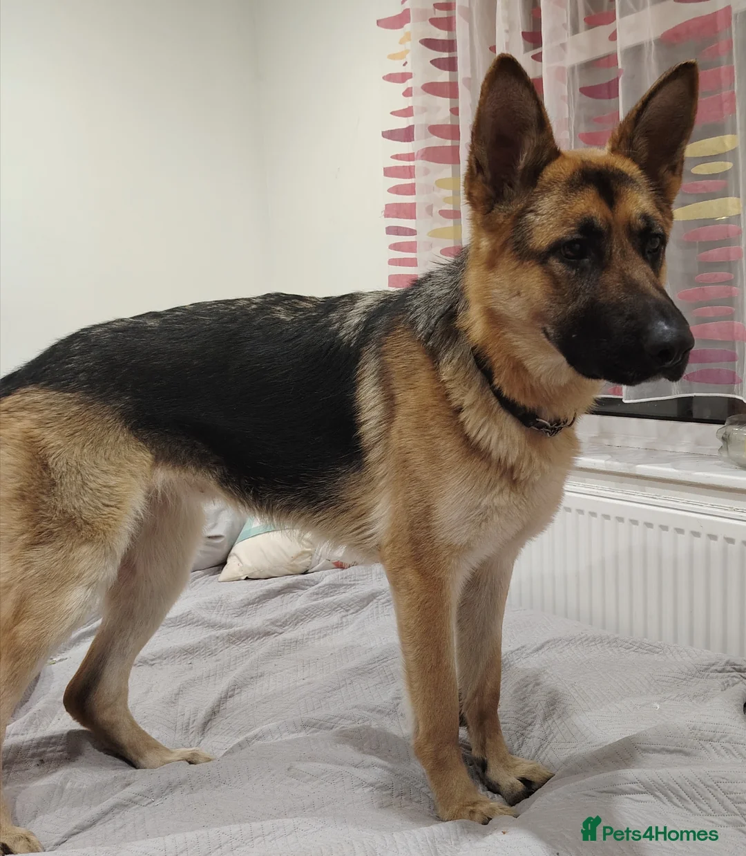 German Shepherd dogs for sale: Tayra very beautiful dog - Advert 4