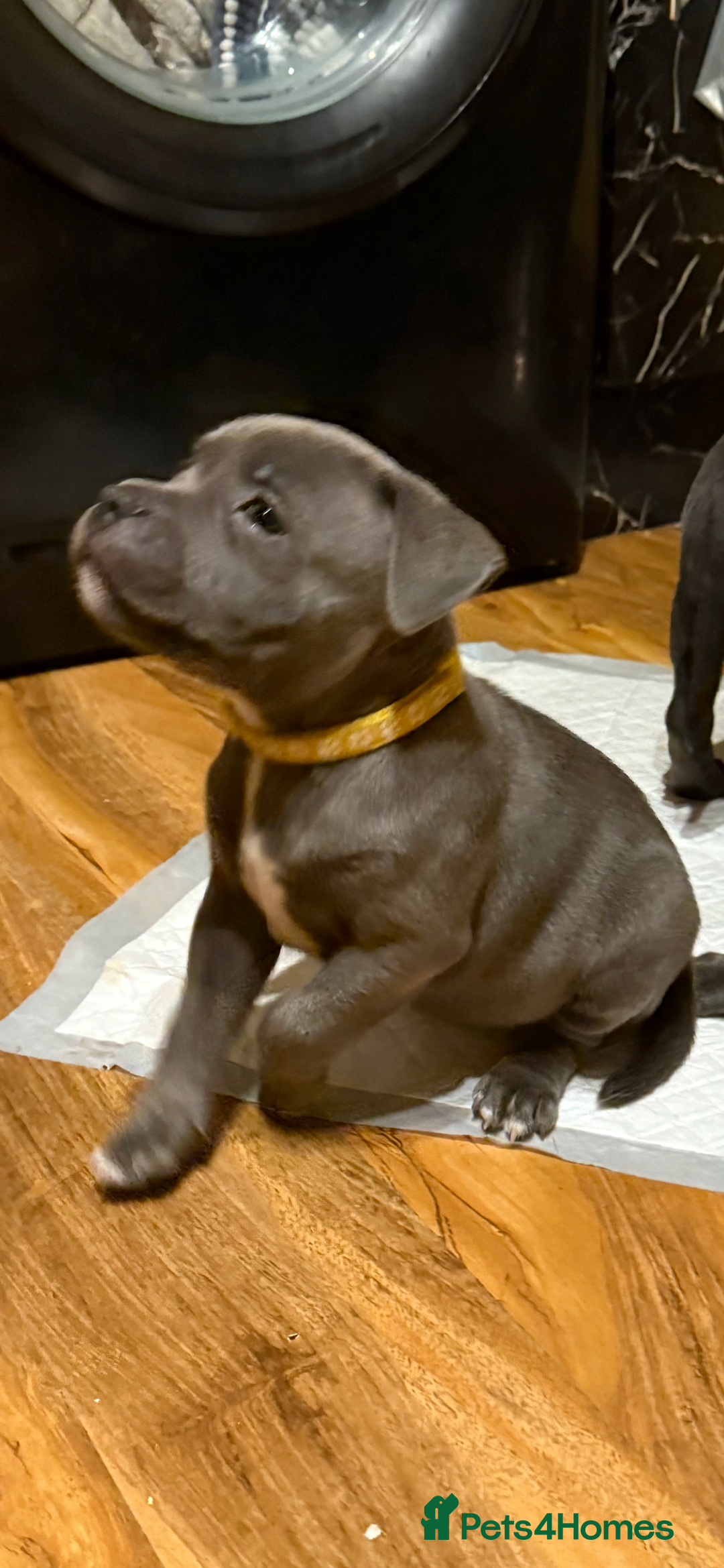 Staffordshire Bull Terrier dogs for sale: Lovely kc reg Staffordshire bull terrier puppies  - Image 27