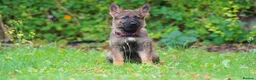 German Shepherd dogs for sale: German Shepherd puppies for sale!!! - Advert 19
