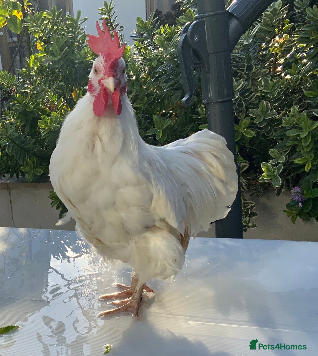 Chickens poultry for sale: Golden Bantam cockerels  - Advert 9