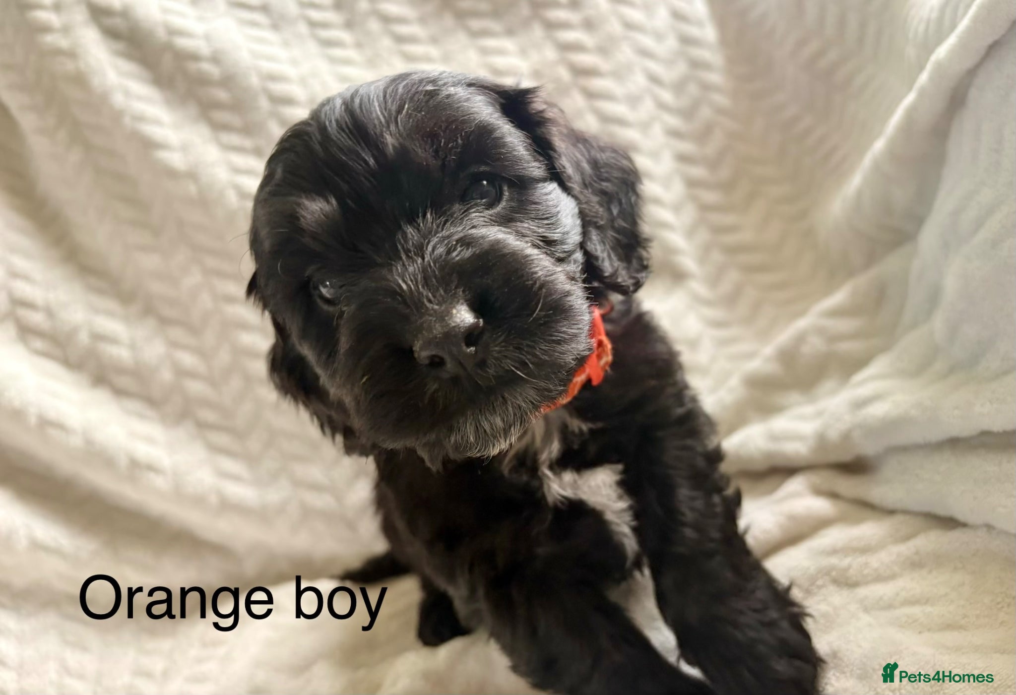 Cockapoo dogs F1B READY TO LEAVE NOW! - Advert 12