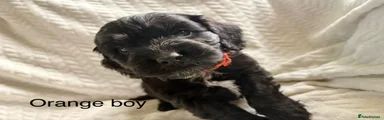 Cockapoo Puppy 5