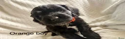 Cockapoo dogs for sale: F1B READY TO LEAVE NOW! - Advert 1