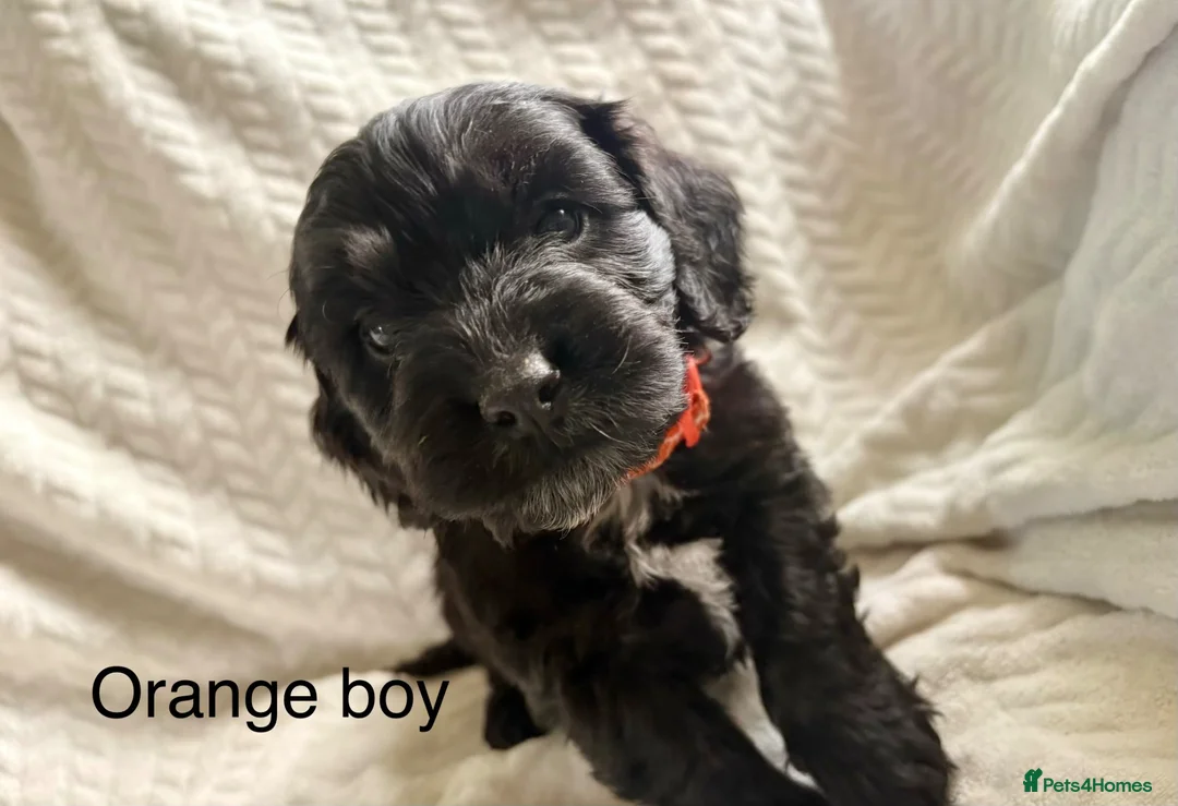Cockapoo dogs for sale: F1B READY TO LEAVE NOW! - Advert 1
