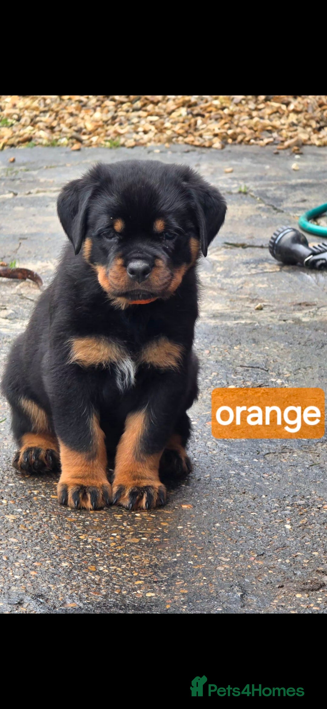 Rottweiler dogs Last girl left. kc rottweilers - Advert 15