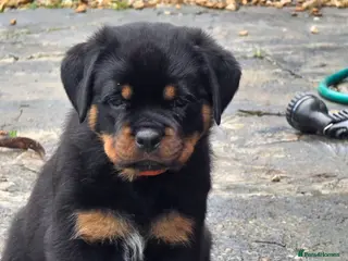 Rottweiler dogs Last girl left. kc rottweilers - Advert 15
