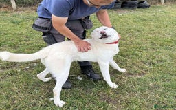 Mixed Breed dogs for adoption: DOUGIE - looking for an active guardian. - Image 28
