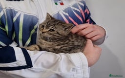 British Shorthair cats for sale: Stunning stripy British shorthair in Eastbourne - Image 11