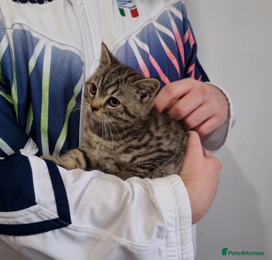 British Shorthair cats for sale: Stunning stripy British shorthair in Eastbourne - Image 11