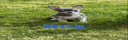 Chihuahua dogs for sale: Smooth Coat chihuahua  in Airdrie - Advert 2