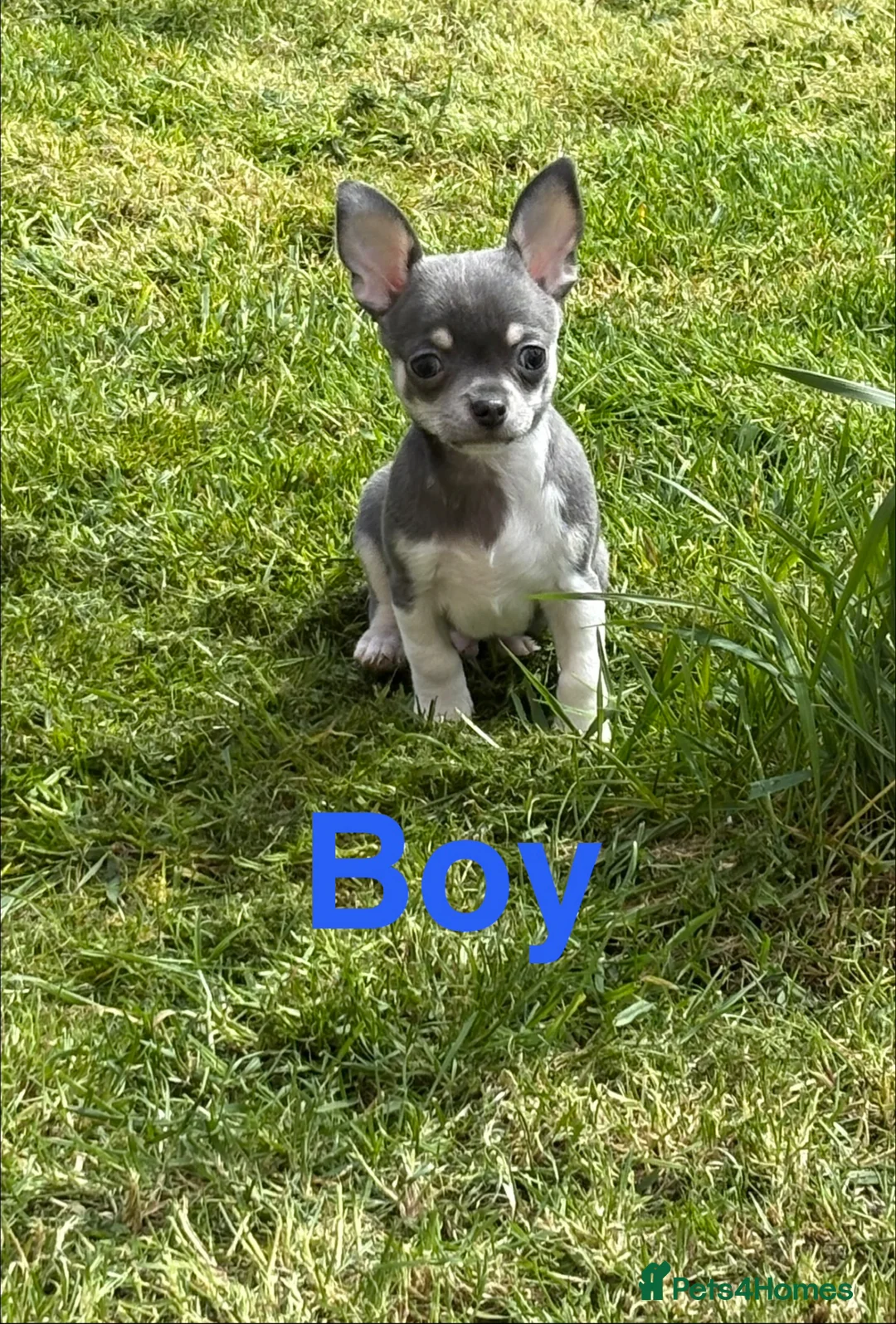 Chihuahua dogs for sale: Smooth Coat chihuahua  in Airdrie - Advert 2