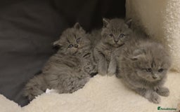 British Shorthair cats for sale: British shorthair  - Image 13