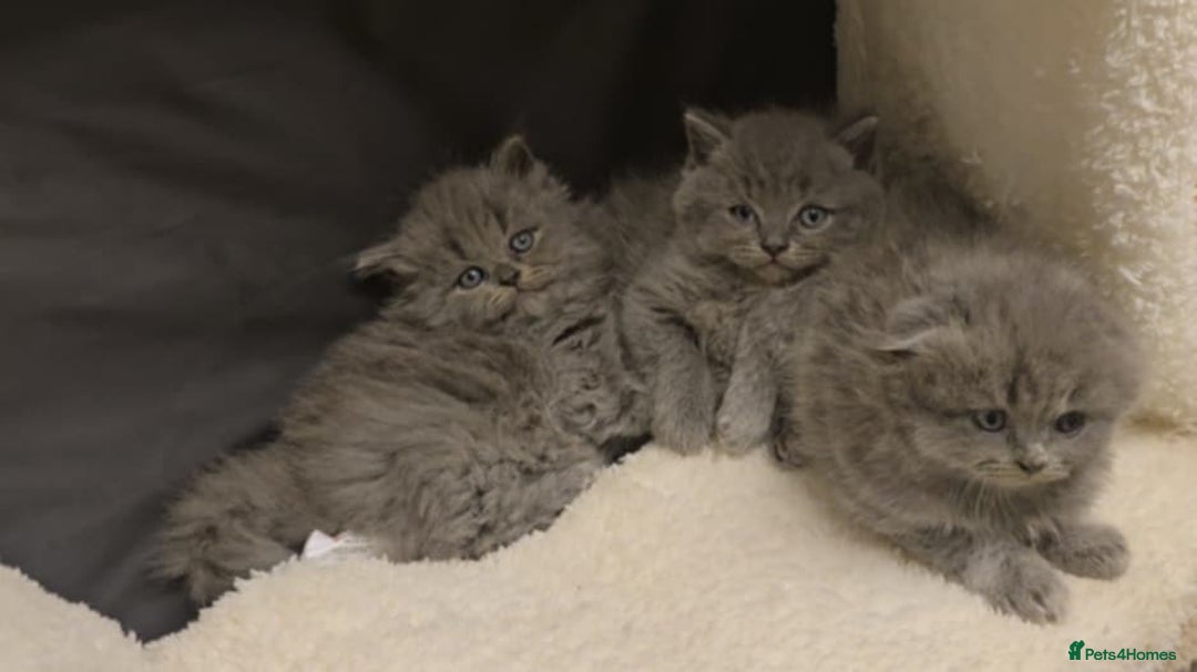 British Shorthair cats for sale: British shorthair  - Image 13