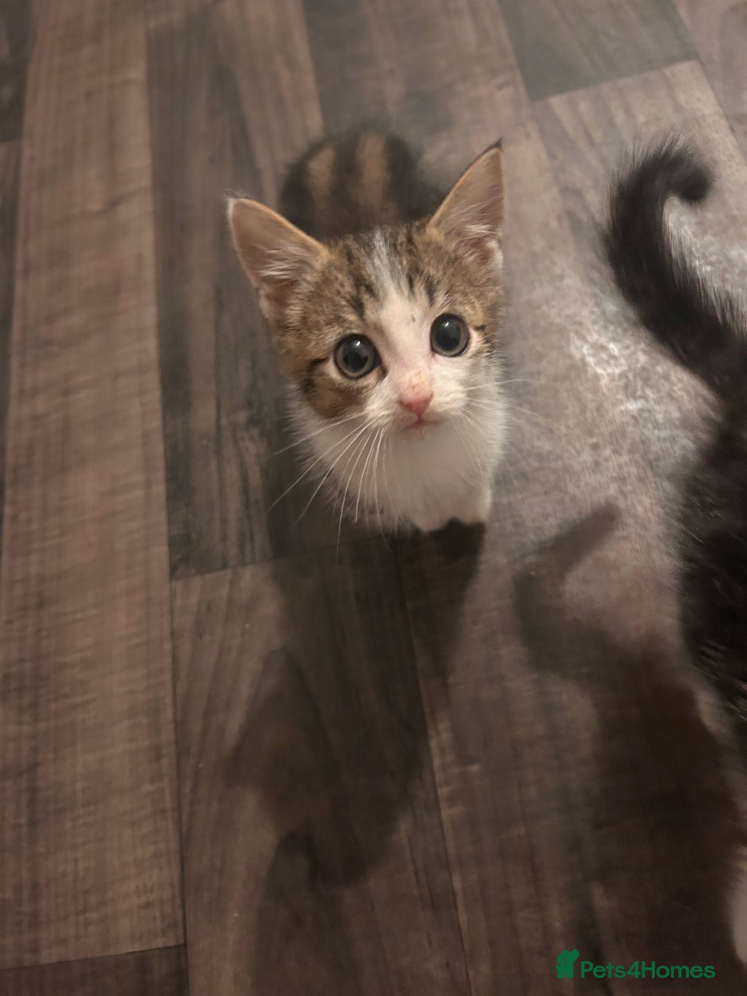 British Longhair cats for sale: 2 beautiful boy kittens ready to leave  - Advert 3