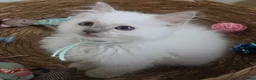Ragdoll cats for sale: GCCF REGISTERED PEDIGREE RAGDOLL KITTENS  - Advert 16
