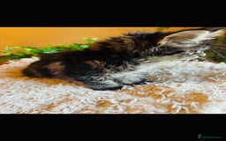 Maine Coon cats for sale: Beautiful GCCF Maine Coon kittens - Advert 9