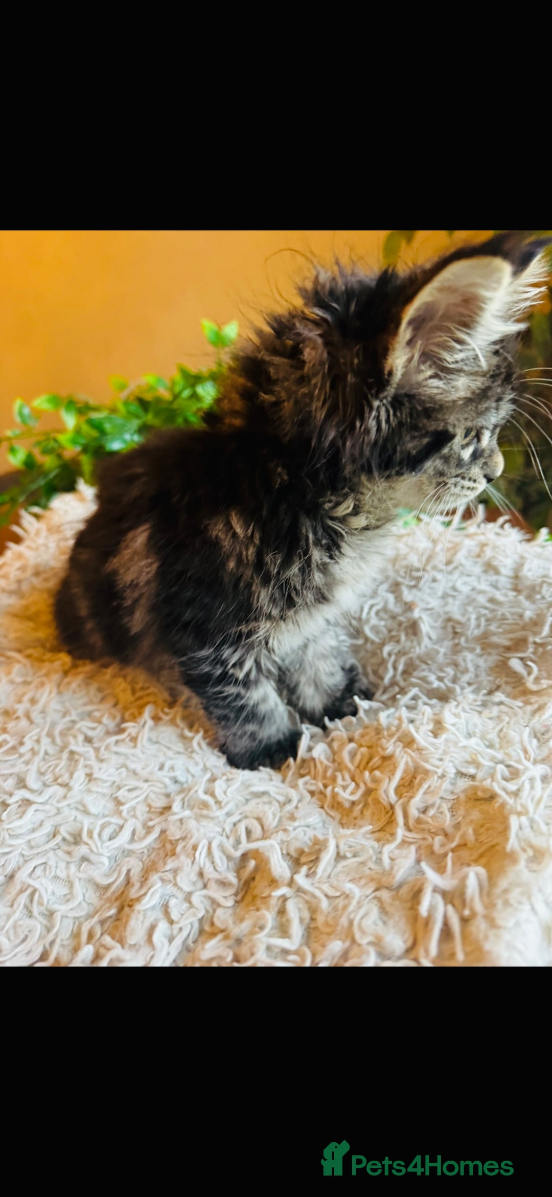 Maine Coon cats for sale: Beautiful GCCF Maine Coon kittens - Advert 9