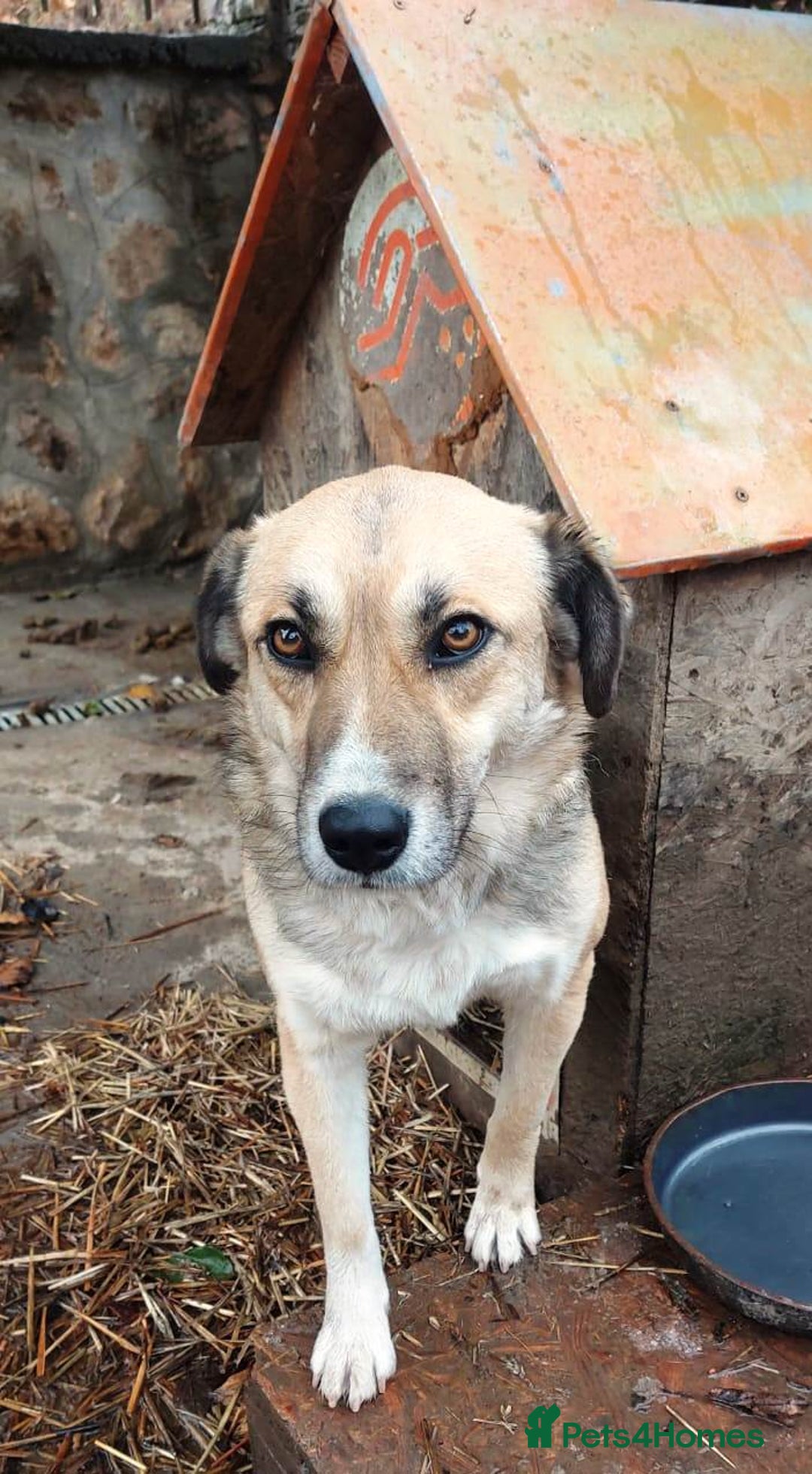 Mixed Breed dogs for adoption: CHLOE - a Lovely mix breed Girl, for a Loving Home - Image 4
