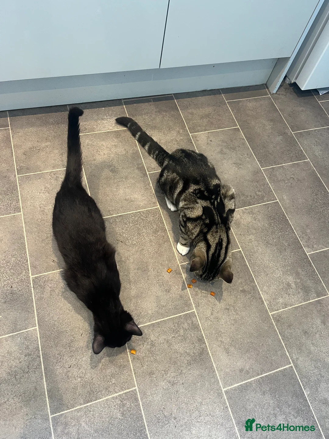 Domestic Shorthair cats for sale: Cat rehome  - Advert 2