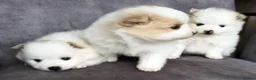 Pomeranian dogs for sale: Beautiful Pomeranian Puppies – Harrow in Harrow - Advert 16