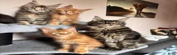 Maine Coon cats for sale: ✨5 Gorgeous GCCF Pure Bred MC kittens  in Burton-on-Trent - Advert 21