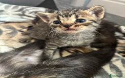 British Shorthair cats for sale: Beautiful litter of 5 kittens  - Image 3
