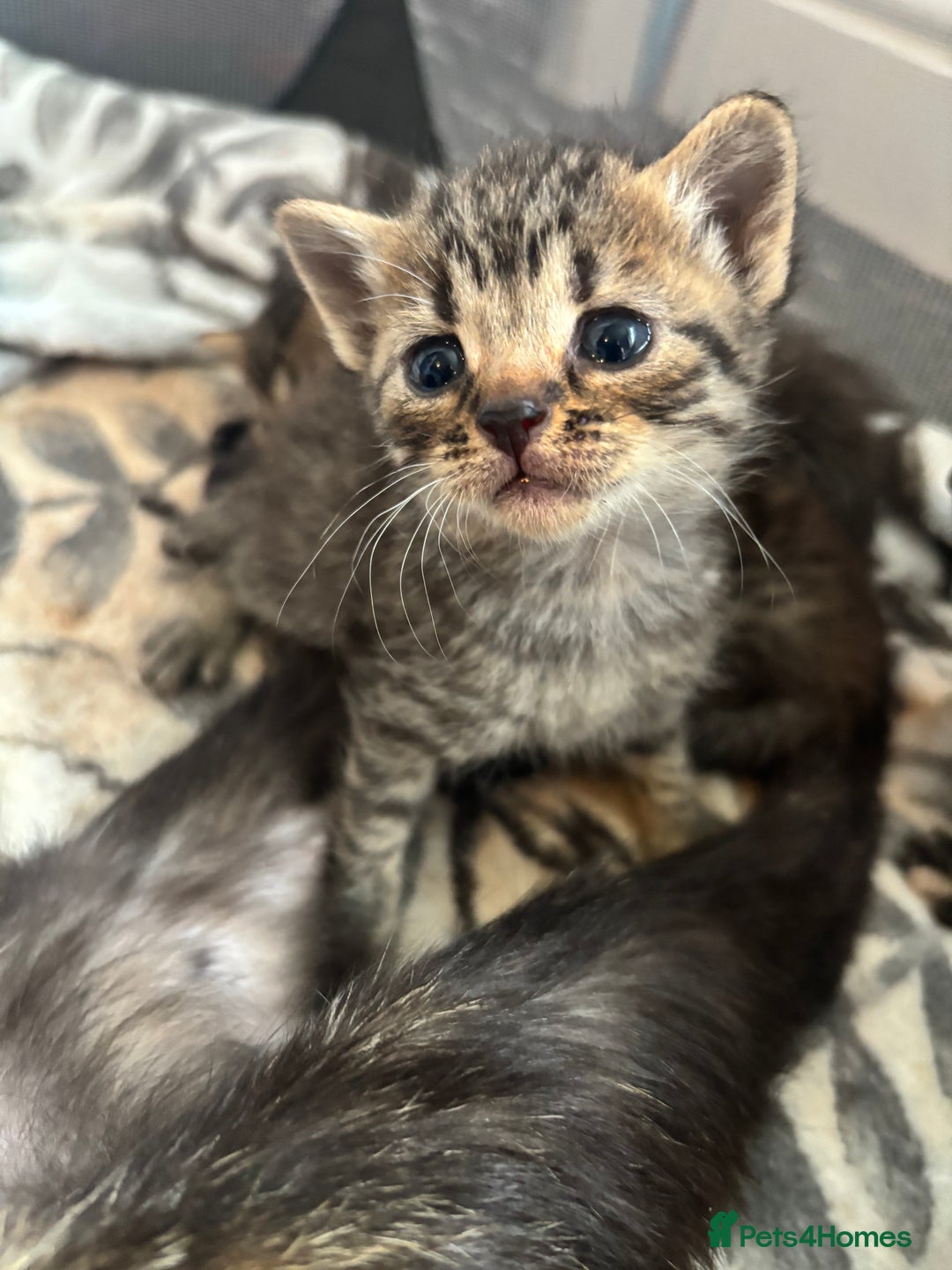 British Shorthair cats for sale: Beautiful litter of 5 kittens  - Image 3