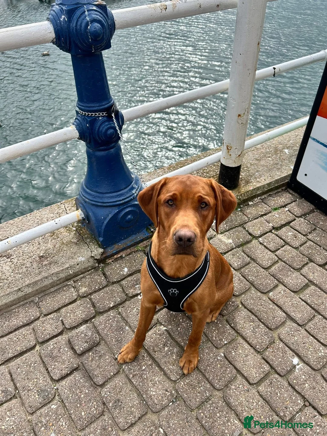 Labrador Retriever dogs for stud: Beautiful Red Fox Labrador for Stud KC Registered in Preston - Advert 1