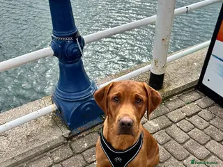 Labrador Retriever dogs Beautiful Red Fox Labrador for Stud KC Registered in Preston - Advert 2