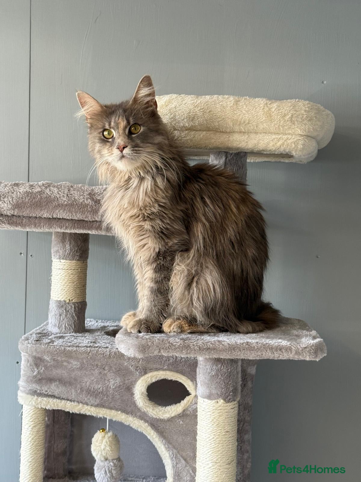 Maine Coon cats Active TICA registered male and female available  - Advert 3