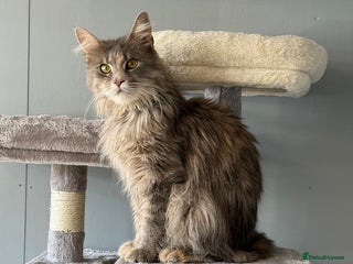 Maine Coon cats Active TICA registered male and female available - Advert 3
