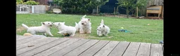 West Highland Terrier dogs for sale: West highland white terrier  - Advert 28