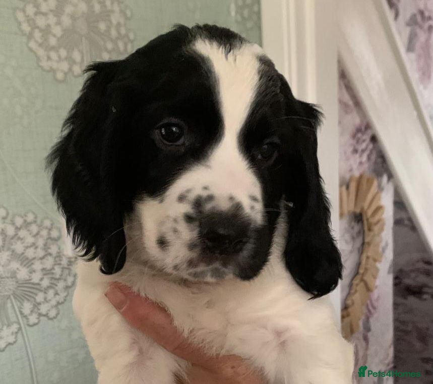 English Springer Spaniel dogs English Springer Spaniels Puppies  - Advert 21