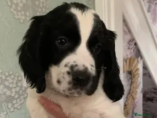 English Springer Spaniel dogs English Springer Spaniels Puppies - Advert 1