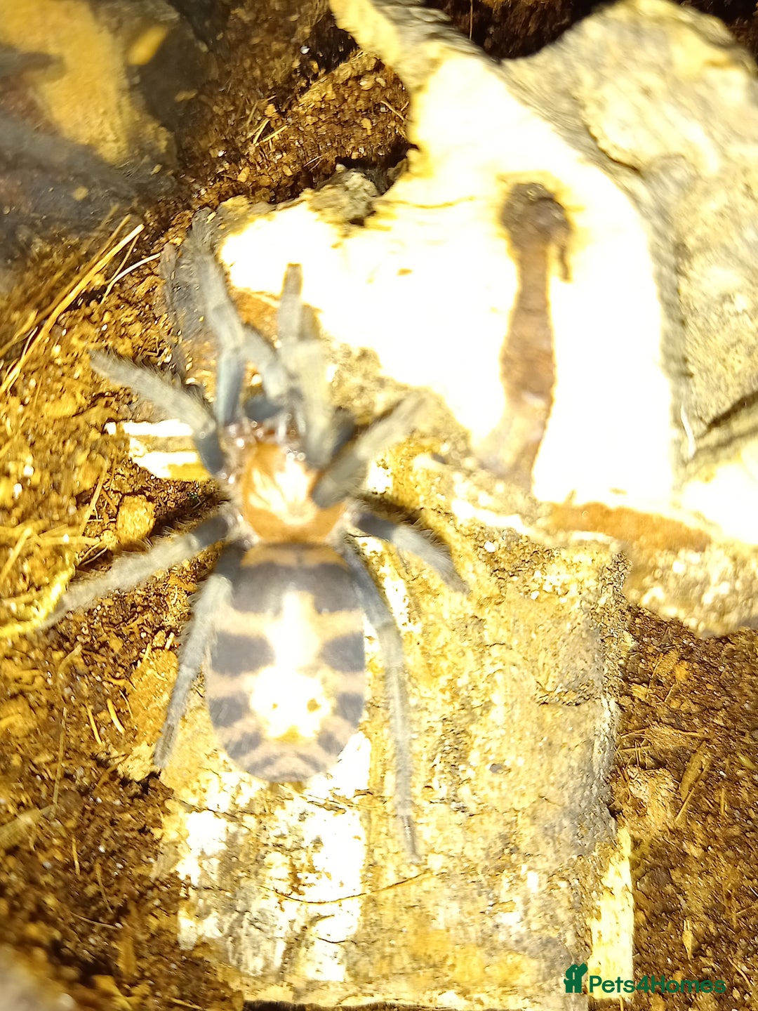 Tarantulas invertebrates for sale: Various T's FOR SALE!  - Advert 15
