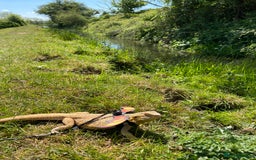 Leopard Gecko reptiles for sale: Female bearded dragon - Advert 2