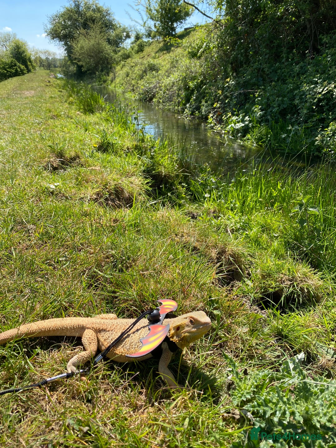 Leopard Gecko reptiles for sale: Female bearded dragon - Advert 2