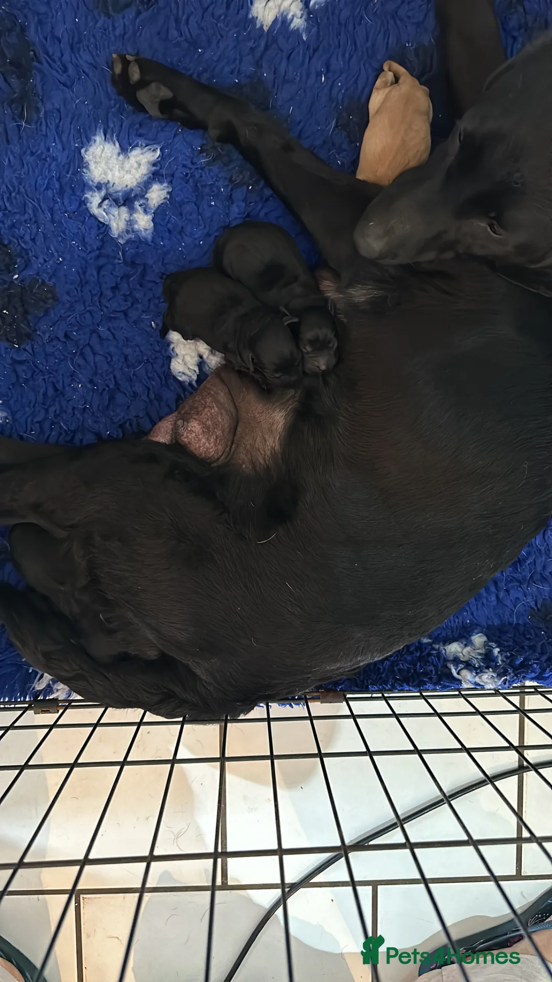 Labrador Retriever dogs for sale: Chunky Labrador puppies  - Advert 1