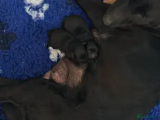 Labrador Retriever dogs Chunky Labrador puppies - Advert 3