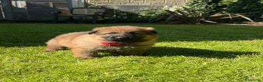 German Shepherd 6 red collar
