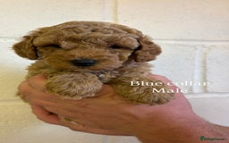 Cockapoo dogs for sale: F1b cockapoo pups  in Pickering - Image 11