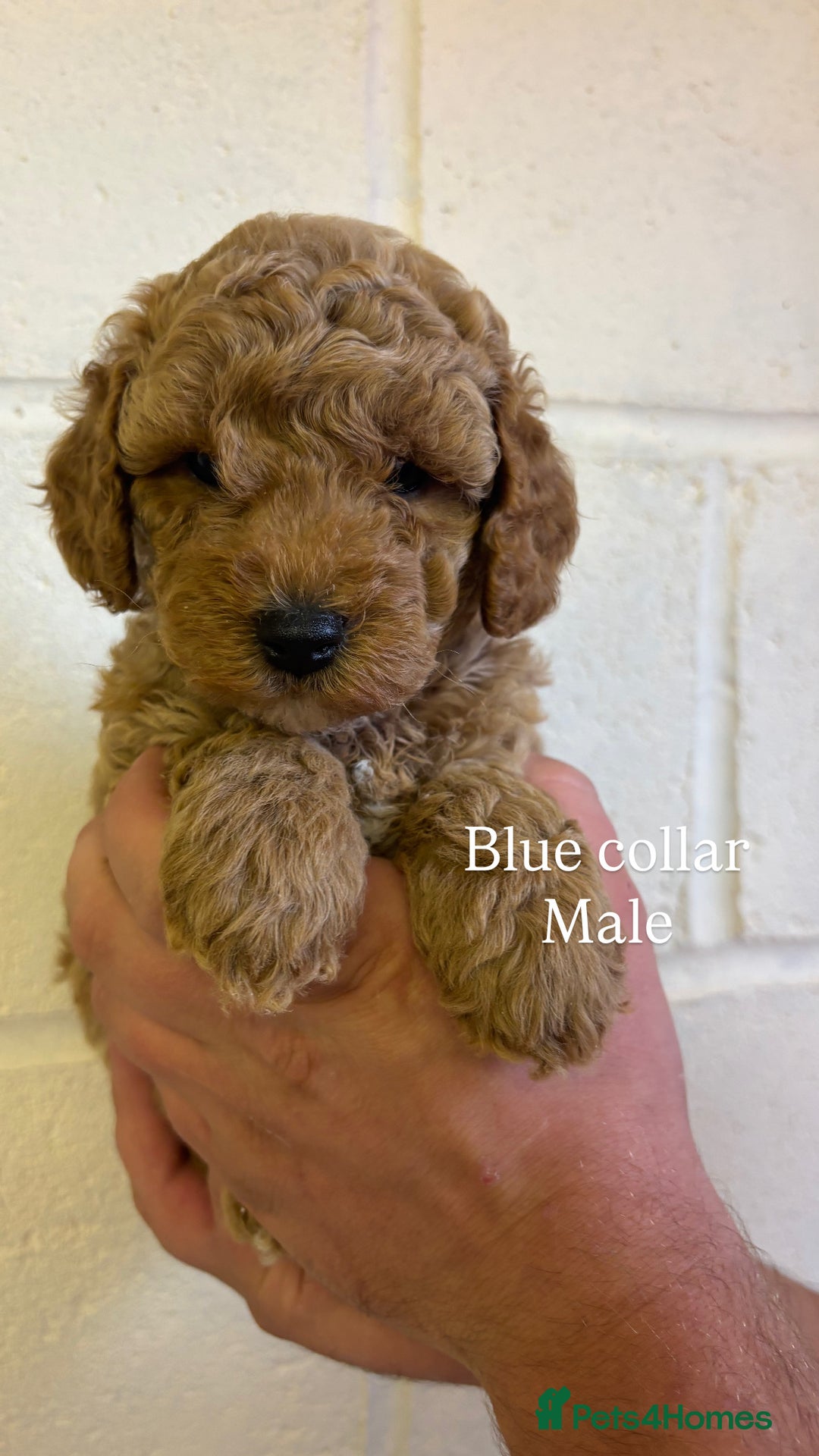 Cockapoo dogs for sale: F1b cockapoo pups  in Pickering - Image 11