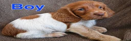 Cocker Spaniel dogs for sale: ⭐️⭐️Show type cocker spaniel puppies⭐️⭐️ - Advert 15