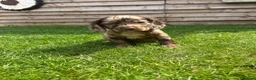 Cockapoo dogs for sale: Stunning F1 Miniature Cockerpoo Puppies - Advert 5