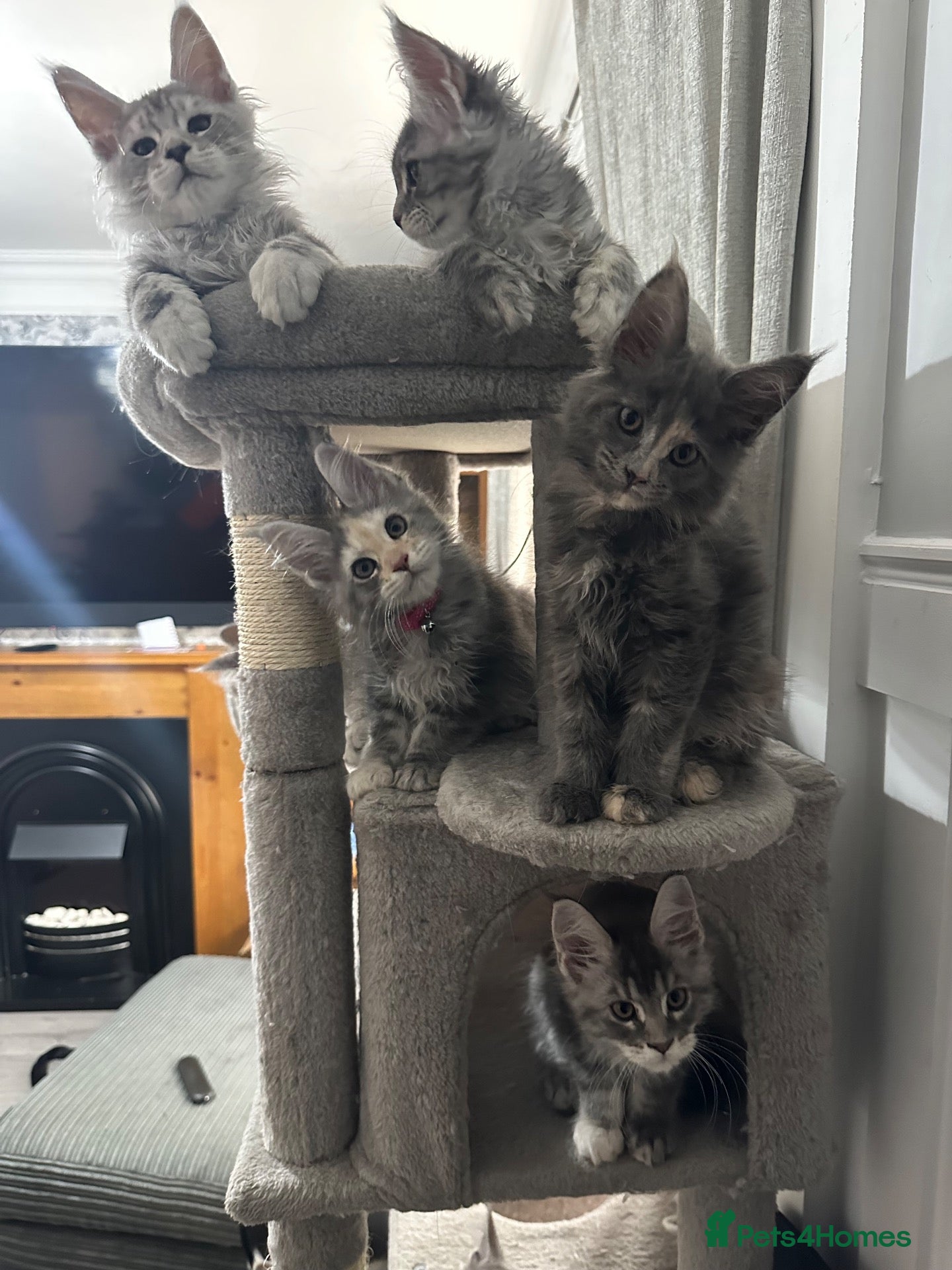 Maine Coon cats for sale: Beautiful tica registered mainecoon babies  - Advert 2