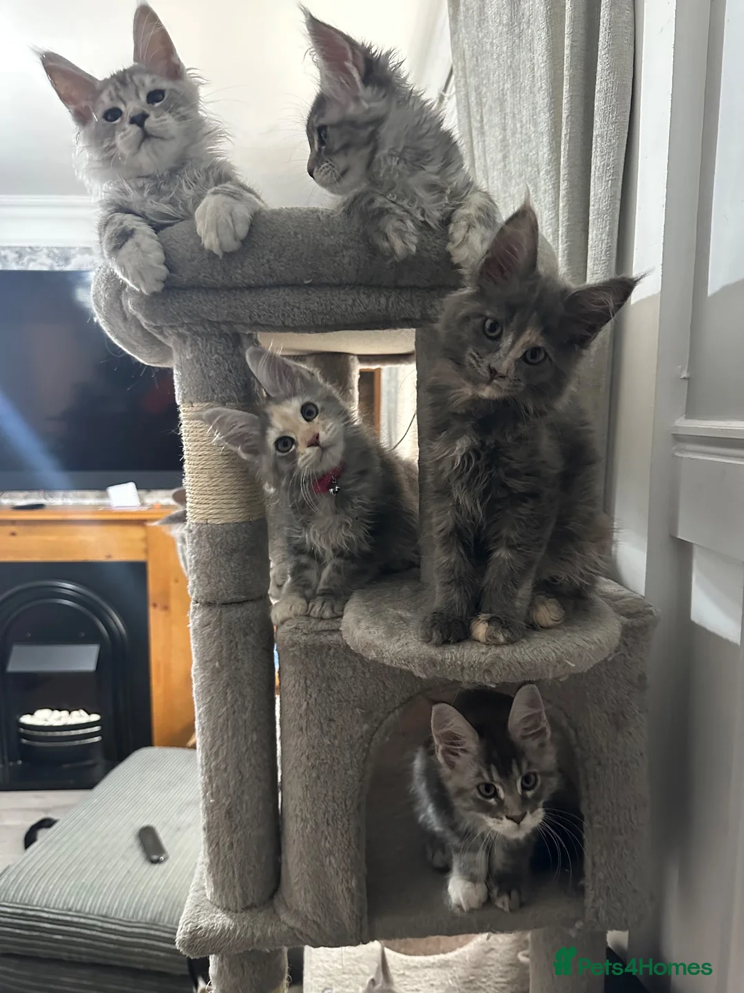 Maine Coon cats for sale: Beautiful tica registered mainecoon babies  - Advert 1