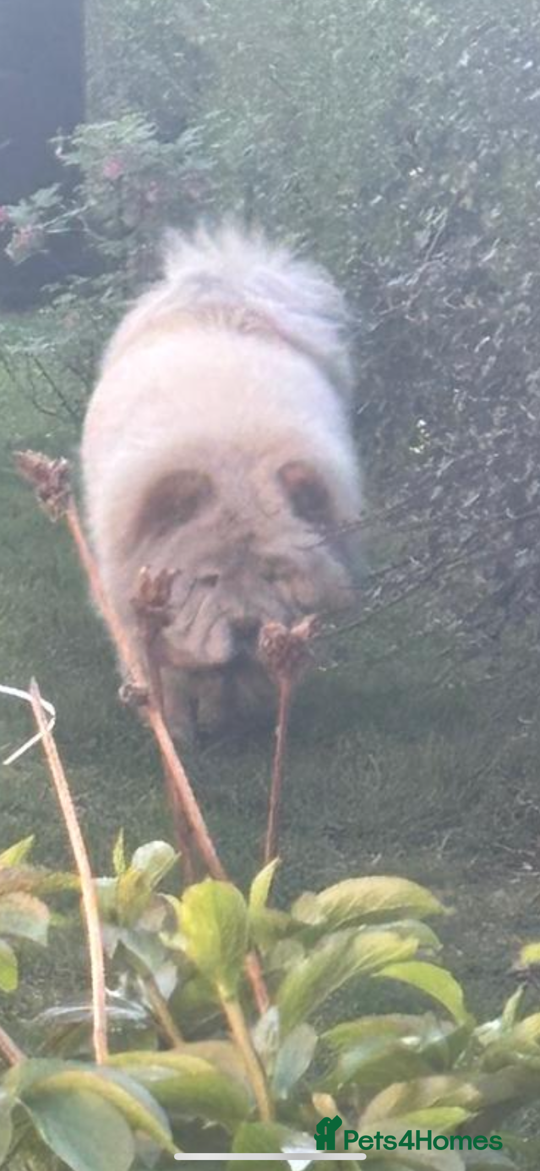 Chow Chow dogs for sale: Female chow chow for adoption - Advert 5