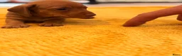 Miniature Dachshund dogs for sale: Dachshund puppies solid black and red - Advert 2