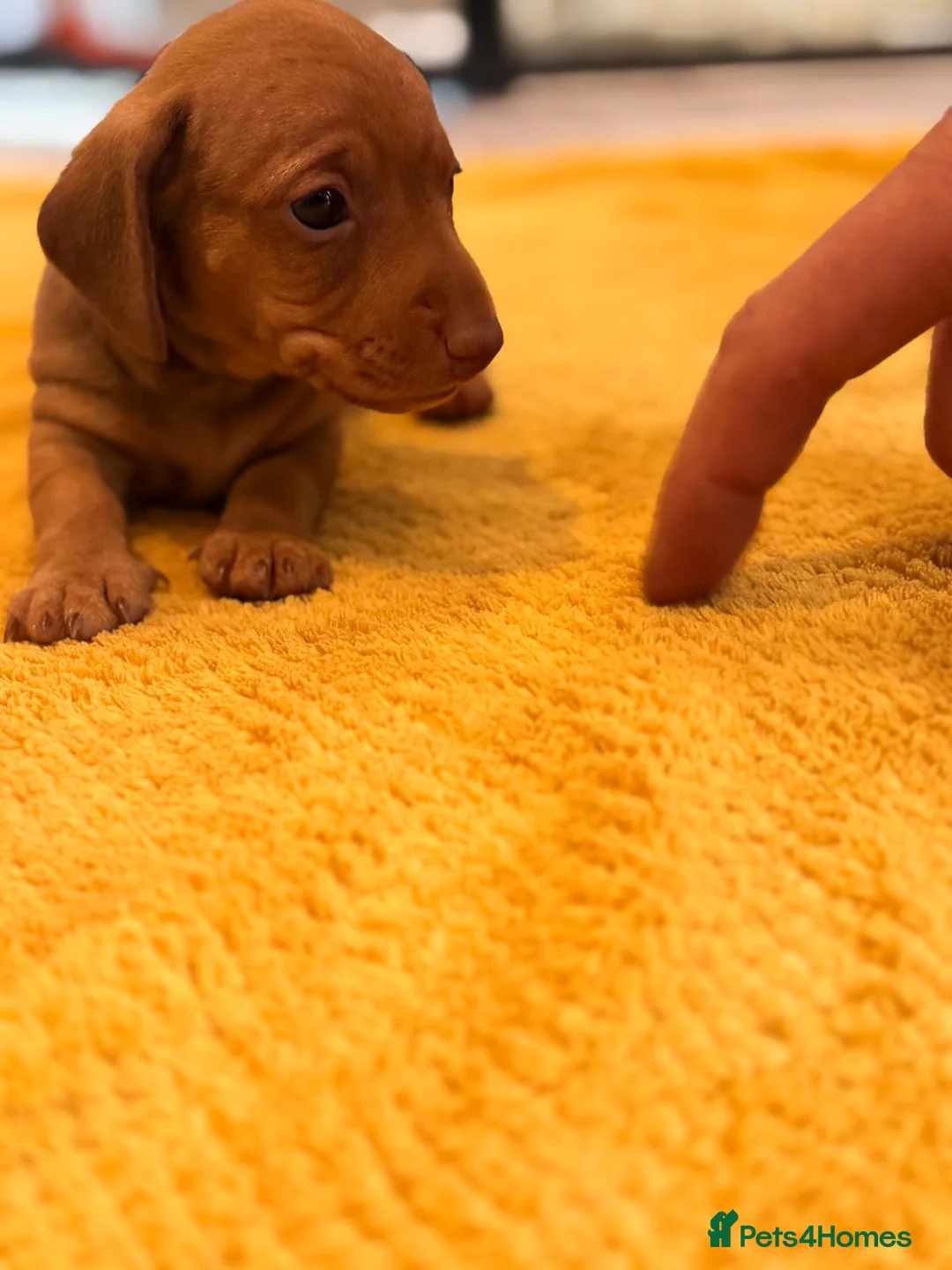 Miniature Dachshund dogs for sale: Dachshund puppies solid black and red - Advert 2