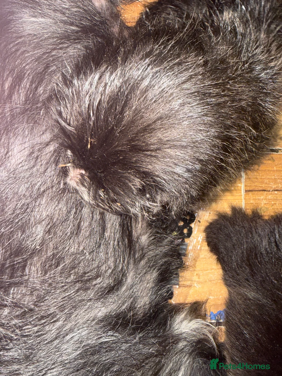 Mixed Breed dogs for sale: terrier x German Shepherd x Labrador puppies in Saint Austell - Advert 2